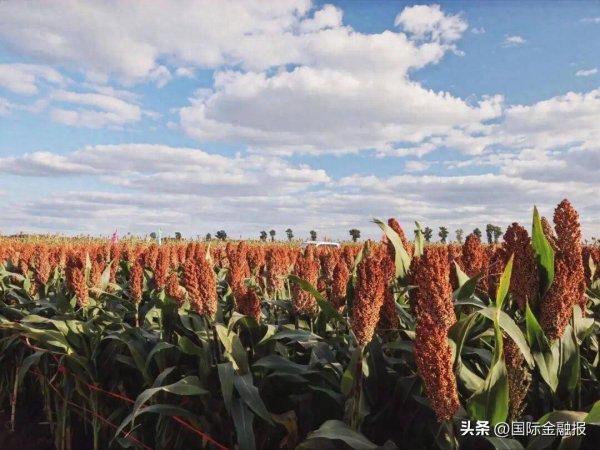 信弘配资 五年坚持，成就不可复制的“汾酒品质护城河”